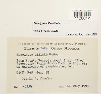 Encalypta ciliata image