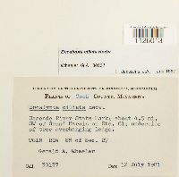 Encalypta ciliata image