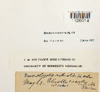 Encalypta ciliata image