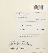 Encalypta ciliata image