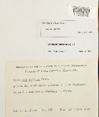 Encalypta ciliata image