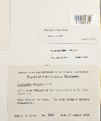 Encalypta ciliata image