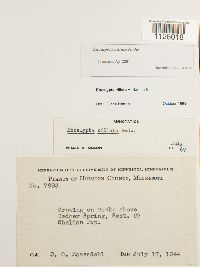 Encalypta ciliata image