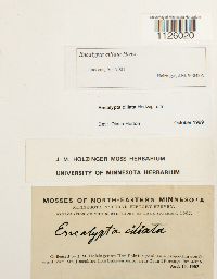 Encalypta ciliata image