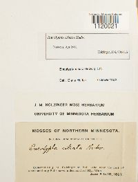 Encalypta ciliata image