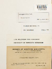 Encalypta ciliata image