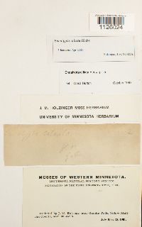 Encalypta ciliata image