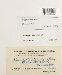 Encalypta ciliata image