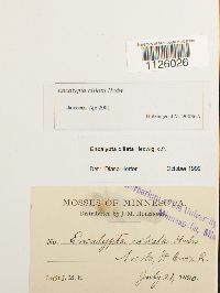 Encalypta ciliata image