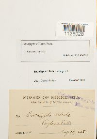 Encalypta ciliata image