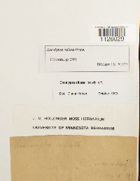 Encalypta ciliata image