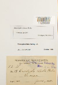 Encalypta ciliata image