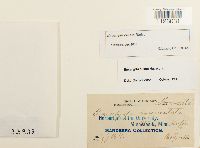 Encalypta ciliata image