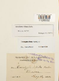 Encalypta ciliata image