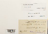 Encalypta ciliata image