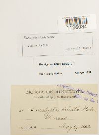 Encalypta ciliata image