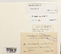 Encalypta ciliata image