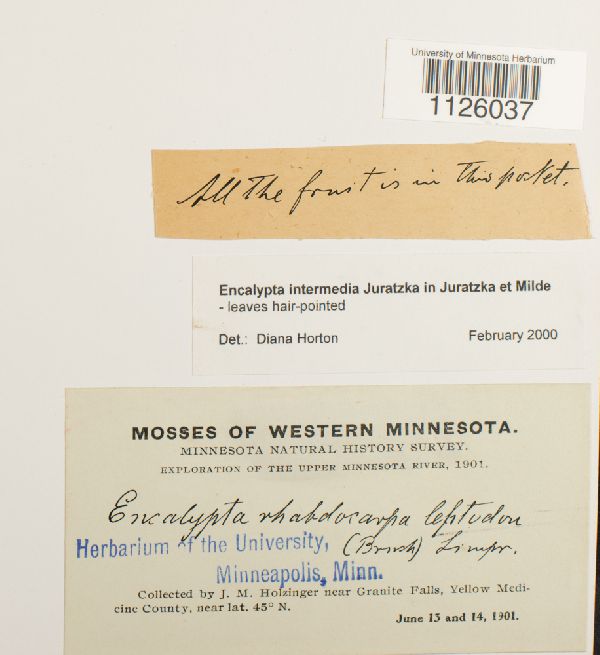 Encalypta intermedia image