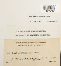 Encalypta procera image