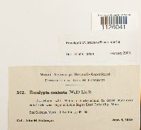 Encalypta procera image