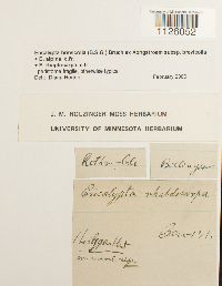 Encalypta brevicollis image