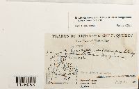 Encalypta brevicollis subsp. brevicollis image