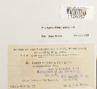 Encalypta ciliata image