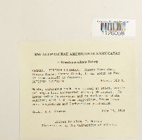 Encalypta ciliata image