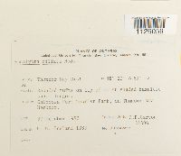 Encalypta ciliata image