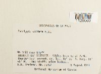 Encalypta ciliata image