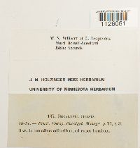 Encalypta ciliata image