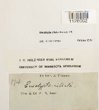 Encalypta ciliata image