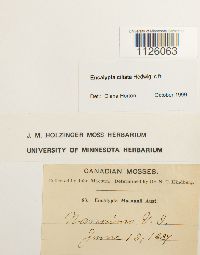 Encalypta ciliata image