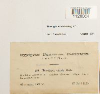 Encalypta ciliata image