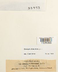 Encalypta ciliata image