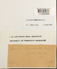 Encalypta ciliata image