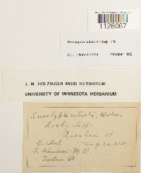 Encalypta ciliata image