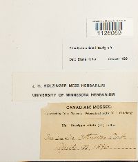 Encalypta ciliata image