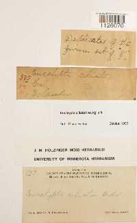 Encalypta ciliata image