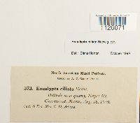 Encalypta ciliata image