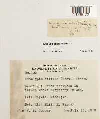 Encalypta ciliata image