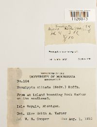 Encalypta ciliata image