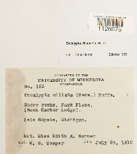 Encalypta ciliata image