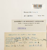 Encalypta ciliata image