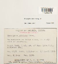 Encalypta ciliata image