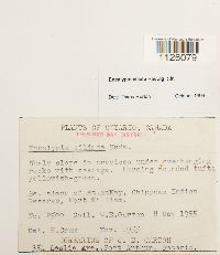 Encalypta ciliata image