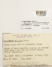 Encalypta ciliata image