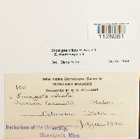 Encalypta ciliata image