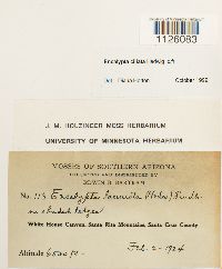 Encalypta ciliata image