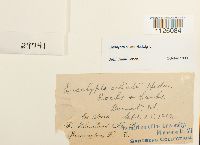 Encalypta ciliata image